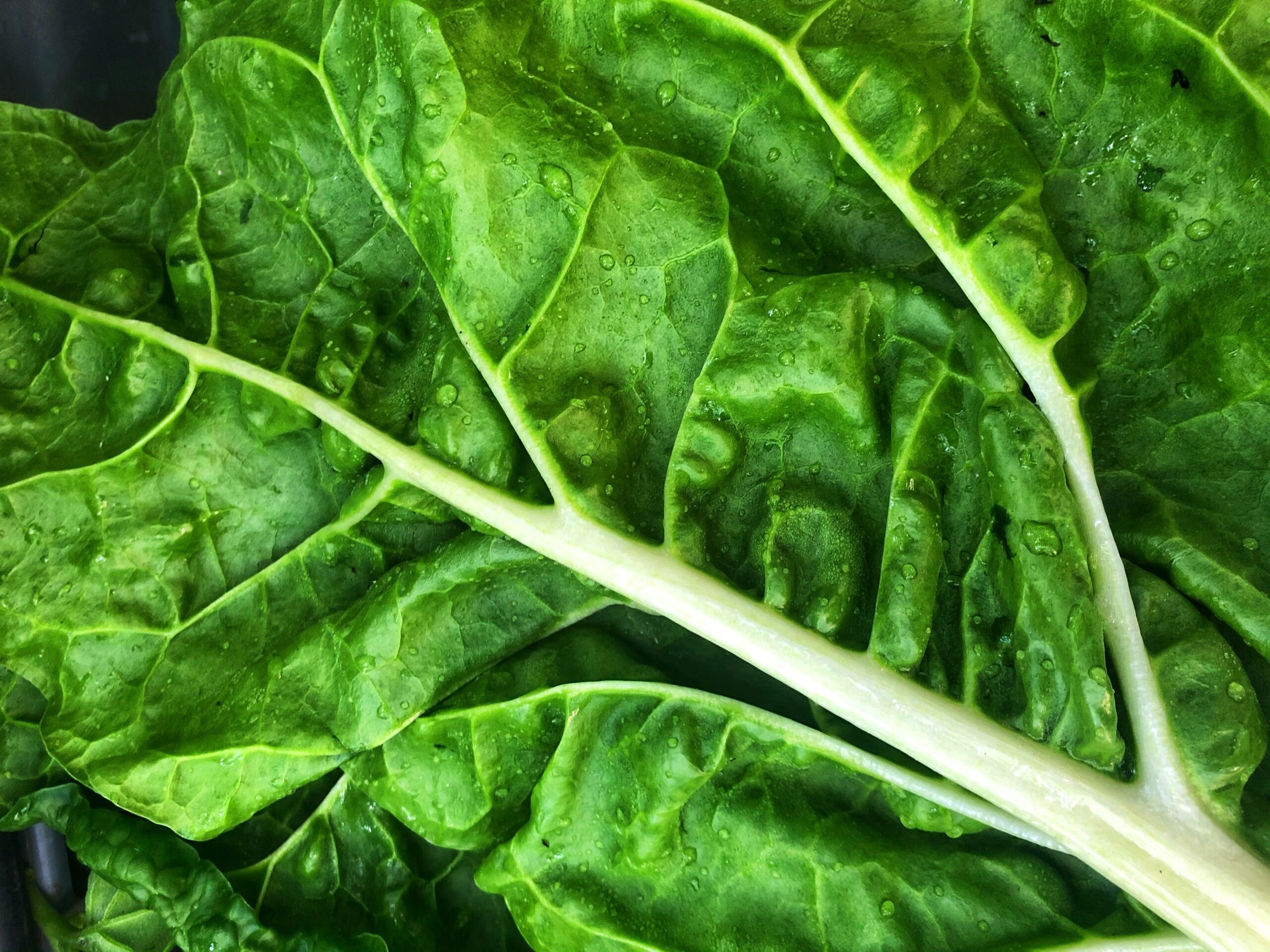 A zoomed in picture of a bright green kale leaf.