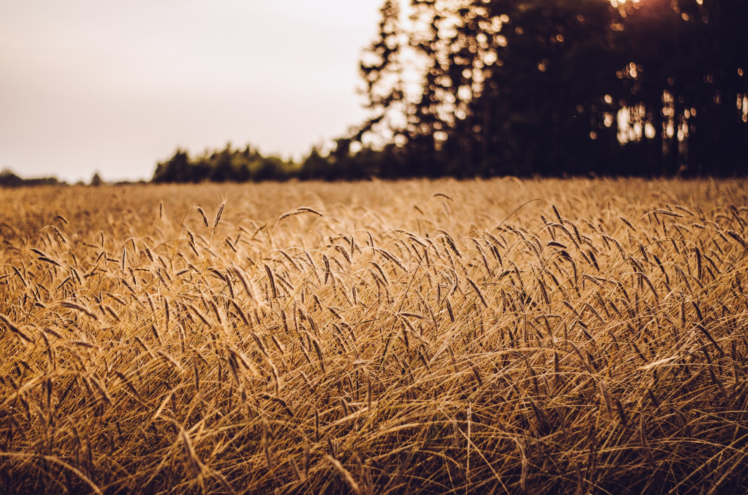 A picture at sunset of a field of wheat with some trees in the background